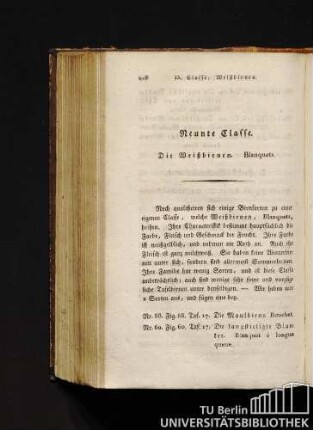Neunte Classe. Die Weißbirnen. Blanquets.