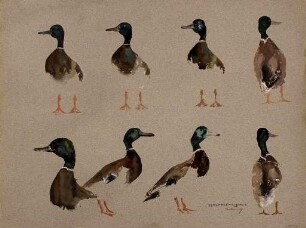 unbenannt [Studienblatt: Enten]