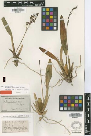 Neodryas mandonii Rchb.f.