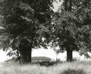 Gersdorf-Möhrsdorf. Rastplatz "Zenkers Linden"