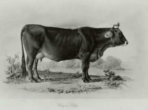 Kuh - Schwyzer Schlag