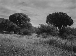 Savanne : Vegetation einer Savannenlandschaft in Tansania