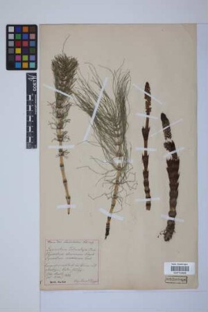 Equisetum telmateia telmateia Ehrh.