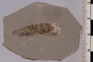 Heuschrecke (Orthoptera)