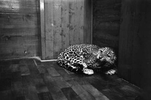 Neue Leopardendame im Karlsruher Zoo.