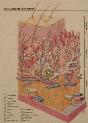 SCHEMATISCHE DARSTELLUNG DER HAUT