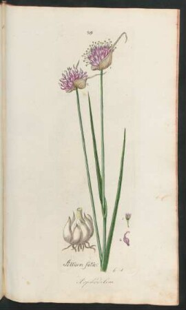 319. Allium Sativum