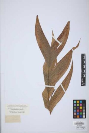 Geonoma acutiflora Mart.