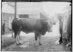 Landwirtschaftskammer Sigmaringen 1934 - Tieraufnahmen Stier
