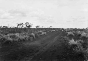 Graslandschaft : Eine Straße führt mitten durch Grasland.