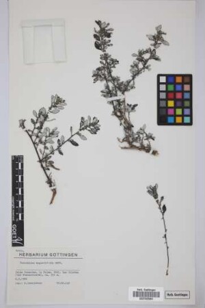 Forsskaolea angustifolia Retz.