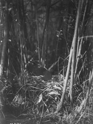 Wasserralle : Wasserralle (Rallus aquatioris Linnaeus) auf dem Nest.