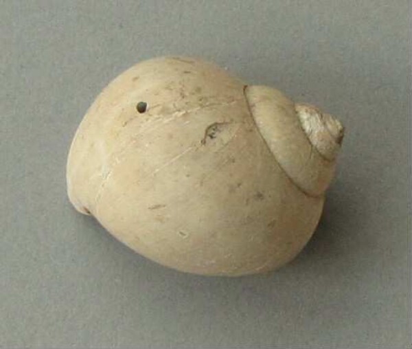 Snail shell