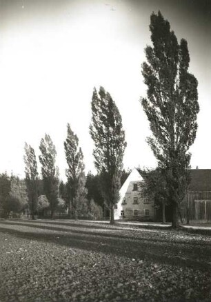 Landschaftspflege. Pyramidenpappeln als Straßenbäume