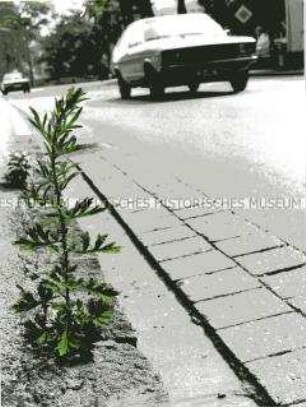 Grünes Unkraut wächst am Straßenrand (Sonderthema: Umweltschutz - Umweltzerstörung)
