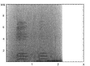 Zwerggans | Anser erythropus - Ruf
