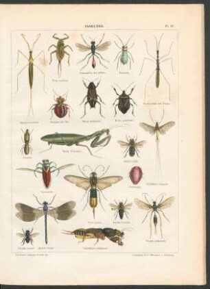 Tafel 30. Insectes.
