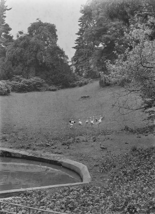 Görlitz. Tierpark. Wiese mit Flamingos