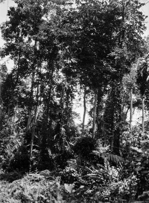 Urwald auf Sumatra : Bäume aus dem Urwald Sumatras.