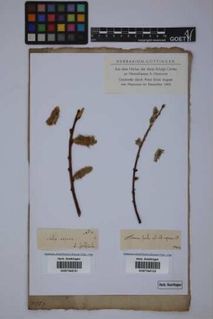 Salix caprea