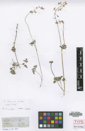 Corydalis sibirica Pers.