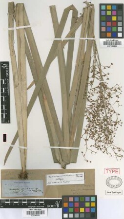 Cladium restioides Not on Sheet var. Not on Sheet effusa[type]