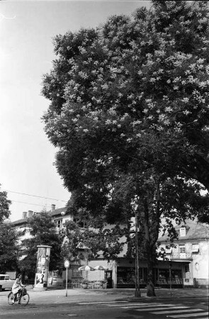 Blühender Pagodenbaum Ecke Moltke- und Weberstraße.