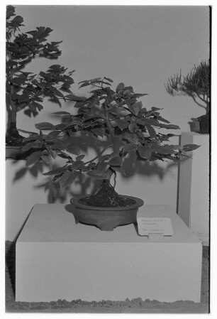 Ausstellung "Bonsai"