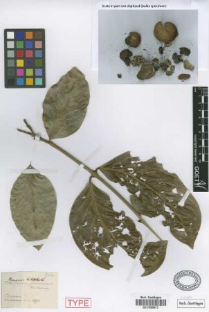 Posoqueria latifolia (Rudge) Roem. & Schult.