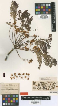 Caesalpinia multiflora B.L.Rob. [type]