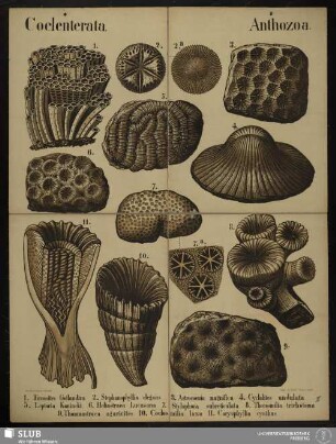[Tafel 4]: Coelenterata : Anthozoa