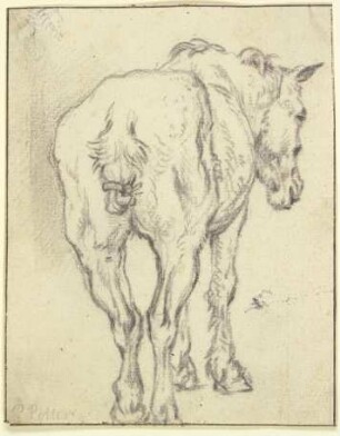 Pferd mit zusammengebundenem Schweif in Rückansicht