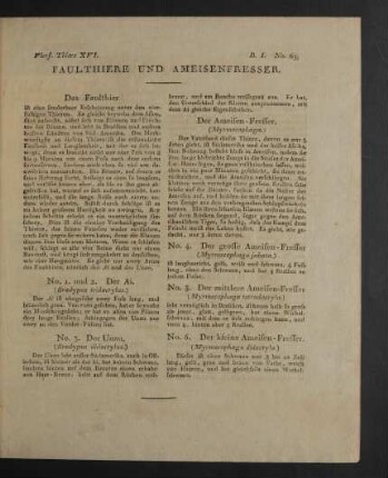 Vierf. Thiere XVI. Faulthiere und Ameisenfresser.