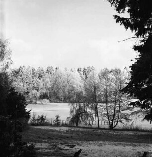 Manhagen-Teich: vorn Hang und Bäume: am gegenüberliegenden Ufer Forst Manhagen: Winter