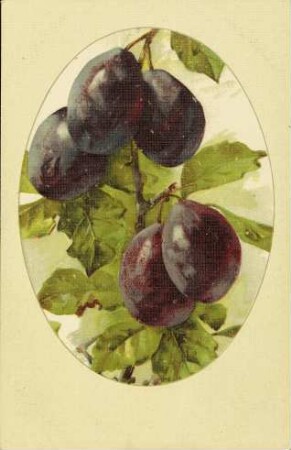 [Pflaumen am Zweig]