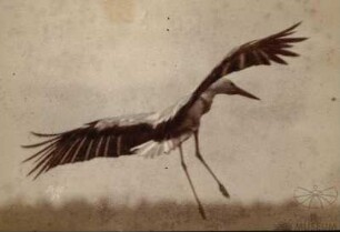 "Momentfotografie" Storch