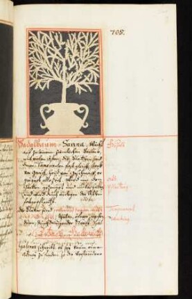Sadelbaum bis Süßholtz
