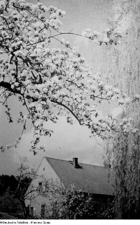 Blühender Obstbaum