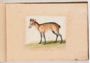 Schwarzrückenducker, im Klebeband "Gemahlte Wilde Thiere"