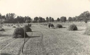 Heuernte in Burg : Synowe žně w Bórkowach (DŁ)