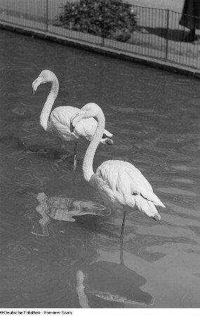 Zwei Flamingos