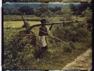 Östliche Kond (Indien, Orissa) - Feuchtreisbau (Pflügen, Eggen und Glätten der Felder)