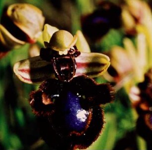 Spiegel-Ragwurz. Ophrys speculum