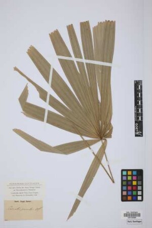 Licuala pumila Bl.