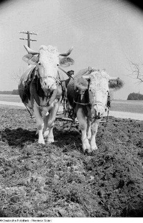 Zwei Kühe auf einem Feld stehend