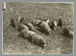 Frohburg. Schweineherde