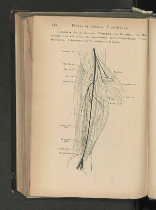 Plexus brachialis. N. medianus.