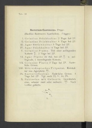 Tab. 28 Bacterium fluorescens