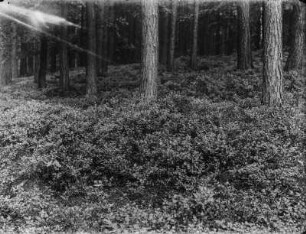Heidelbeeren : Heidelbeeren (Vaccinium myrtillus Linnaeus), dazwischen Kiefern (Pinus sylvestris) und Buchen (Fagus Linnaeus).
