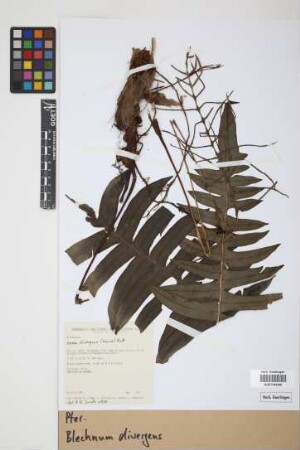 Blechnum divergens (Kunze) Mett.